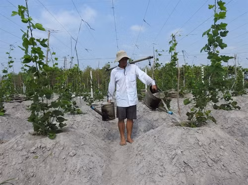 Nông dân huyện Châu Thành chăm sóc ruộng sắn dây.