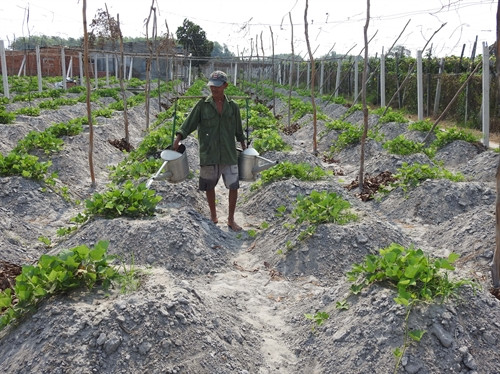 Nông dân huyện Châu Thành chăm sóc ruộng sắn dây mới trồng.