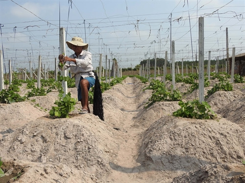 Trồng sắn dây giúp nhiều hộ nông dân thoát nghèo, có thu nhập ổn định.