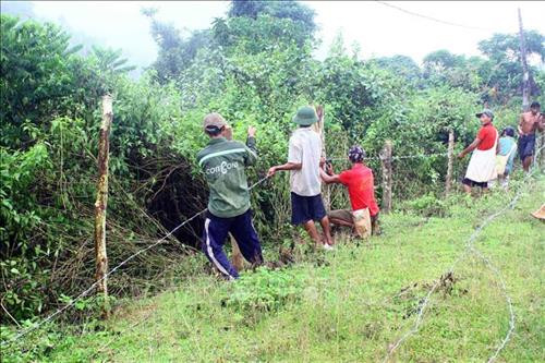 Bà con người Đan Lai tập trung dựng bờ rào thép gai để ngăn trâu bò xuống phá hoại diện tích lúa vụ đông đã được gieo trỉa. Ảnh: Tá Chuyên – TTXVN Bà con người Đan Lai tập trung dựng bờ rào thép gai để ngăn trâu bò xuống phá hoại diện tích lúa vụ đông đã được gieo trỉa. Ảnh: Tá Chuyên – TTXVN