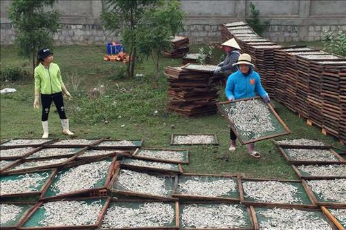 Hoạt động chế biến cá cơm. Ảnh : Thành Công Thử