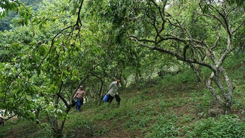 Mận hậu giúp người Mộc Châu thoát nghèo ảnh 7