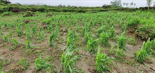 Diện tích ngô tại xã Bản Hồ, thị xã Sa Pa bị thiệt hại do mưa đá. Ảnh: Hương Thu-TTXVN