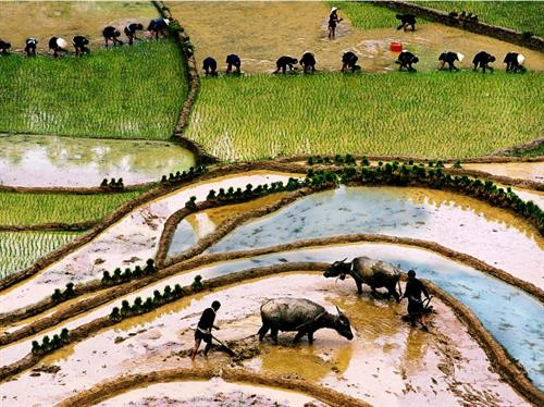 Từ xa xưa, con trâu luôn gắn bó thân thiết với người nông dân Việt Nam.