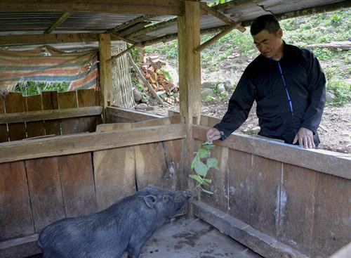 Cùng với việc tham gia các hoạt động xã hội, già làng Pờ Á Sinh còn xây dựng mô hình kinh tế hộ gia đình có hiệu quả. Ảnh: Văn Dũng - TTXVN Cùng với việc tham gia các hoạt động xã hội, già làng Pờ Á Sinh còn xây dựng mô hình kinh tế hộ gia đình có hiệu quả. Ảnh: Văn Dũng - TTXVN