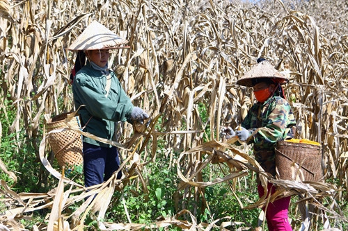 Người dân xã Chiềng Đông, huyện Yên Châu thu hoạch ngô. Người dân xã Chiềng Đông, huyện Yên Châu thu hoạch ngô.