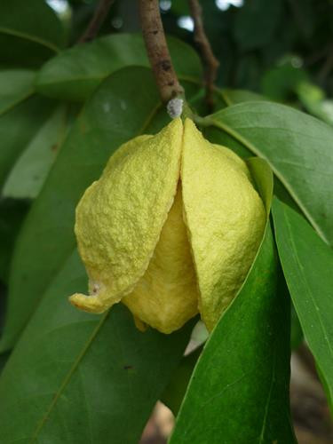 Hoa và lá mãng cầu. Ảnh "nongnghiep.farmvina.com Hoa và lá mãng cầu. Ảnh "nongnghiep.farmvina.com