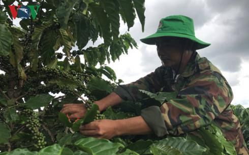 Trang trại cà phê đạt năng suất trên 6 tấn/ha của nông dân Lê Quốc Hoàn. Ảnh: vov.vn