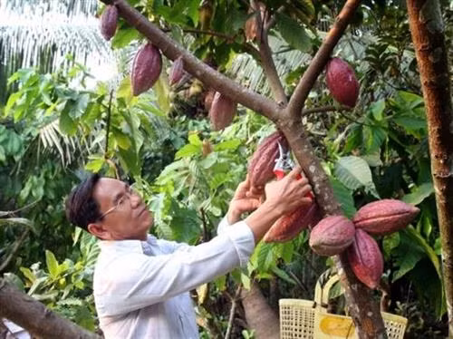 Mô hình trồng ca cao xen dừa tại huyện Càng Long (Trà Vinh). Ảnh: tintucnongnghiep.com
