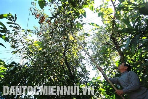 Làng nghề nấu rượu Há Ía, xã Cán Chu Phìn tạo công ăn việc làm cho nhiều lao động người Mông. Ảnh: An Thành Đạt Gia đình chị Giàng Thị Chợ ở thôn Pả Vi Hạ, xã Pả Vi làm giàu nhờ nuôi bò vỗ béo. Ảnh: An Thành Đạt Hộ gia đình ông Vàng Mí Dình ở thôn Séo Xả Lủng, xã Pải Lủng làm giàu nhờ nuôi ong mật. Ảnh: An Thành Đạt Nhiều hộ đồng bào Mông ở xã Tát Ngà thoát nghèo nhờ trồng hồng không hạt. Ảnh: An Thành Đạt