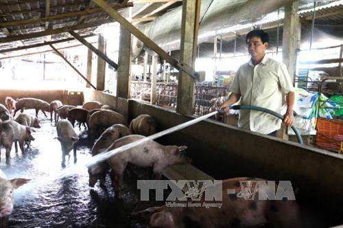 Nông dân Đoàn Phương Tùng thành công nhờ mô hình kinh tế tổng hợp ảnh 1 Nông dân Đoàn Phương Tùng thành công nhờ mô hình kinh tế tổng hợp ảnh 1