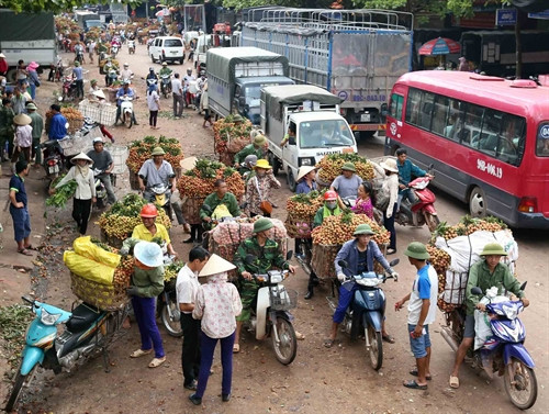 Người dân đưa vải thiều ra bán cho thương lái Người dân đưa vải thiều ra bán cho thương lái