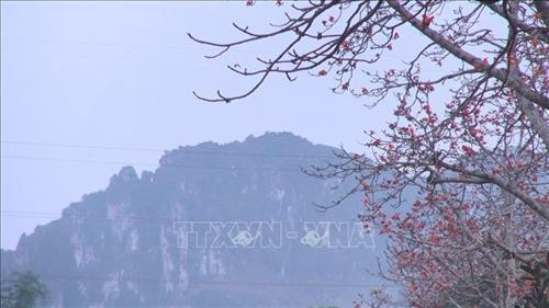 Người dân khu vực núi Long cho biết, những cây hoa gạo cổ thụ ở đây đã có gần 100 năm nay. Ảnh: Khiếu Tư –TTXVN Người dân khu vực núi Long cho biết, những cây hoa gạo cổ thụ ở đây đã có gần 100 năm nay. Ảnh: Khiếu Tư –TTXVN