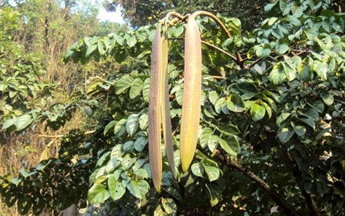 Cây núc nác có tác dụng chữa bệnh thần kỳ nhưng ít người biết Cây núc nác có tác dụng chữa bệnh thần kỳ nhưng ít người biết