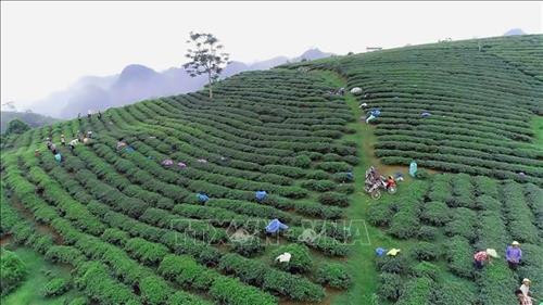 Vùng trồng chè với diện tích 270ha tại xã Tân Lập, huyện Mộc Châu. Ảnh: Hữu Quyết - TTXVN Vùng trồng chè với diện tích 270ha tại xã Tân Lập, huyện Mộc Châu. Ảnh: Hữu Quyết - TTXVN