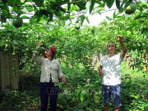 Mô hình trồng chanh leo của đảng viên Vì Văn Tưởng, xã Tân Lập, huyện Mộc Châu. Ảnh: Hữu Quyết - TTXVN. Mô hình trồng chanh leo của đảng viên Vì Văn Tưởng, xã Tân Lập, huyện Mộc Châu. Ảnh: Hữu Quyết - TTXVN.