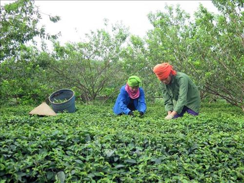Người dân ở bản Dọi 2, xã Tân Lập thu hái chè. Ảnh: Hữu Quyết - TTXVN Người dân ở bản Dọi 2, xã Tân Lập thu hái chè. Ảnh: Hữu Quyết - TTXVN