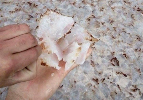 Chân sứa - phần có giá trị dinh dưỡng cao được tiêu thụ mạnh ở thị trường nước ngoài Chân sứa - phần có giá trị dinh dưỡng cao được tiêu thụ mạnh ở thị trường nước ngoài