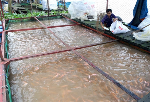 Hộ nông dân Nguyễn Thị Đào ở xã Tân Hội, TP Vĩnh Long được Hội Nông dân tỉnh hỗ trợ vay vốn nuôi cá lồng, phát huy hiệu quả. Hộ nông dân Nguyễn Thị Đào ở xã Tân Hội, TP Vĩnh Long được Hội Nông dân tỉnh hỗ trợ vay vốn nuôi cá lồng, phát huy hiệu quả.