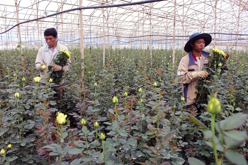 Từ một gia đình thuộc hộ nghèo, đến nay anh Pang Ting Sin đã có một vườn hồng cho thu nhập đáng mơ ước Từ một gia đình thuộc hộ nghèo, đến nay anh Pang Ting Sin đã có một vườn hồng cho thu nhập đáng mơ ước