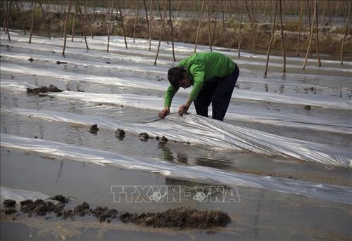 Phạm Thanh Vũ làm lại đất trước khi trồng các loại rau màu theo hướng hữu cơ. Ảnh: Hồng Đạt - TTXVN Phạm Thanh Vũ làm lại đất trước khi trồng các loại rau màu theo hướng hữu cơ. Ảnh: Hồng Đạt - TTXVN