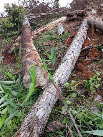 Hiện trường vụ phá rừng thông 20 năm tuổi tại xã Nam Hà, huyện Lâm Hà. Ảnh: Đặng Tuấn - TTXVN