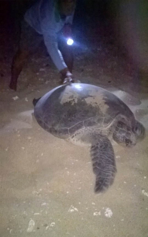 Kiểm tra rùa lên bờ đẻ trứng.