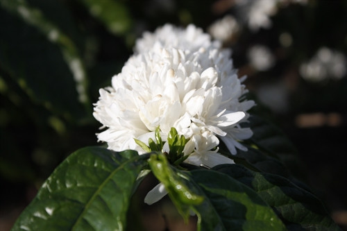 Những cánh hoa cà phê tinh khiết mỏng manh