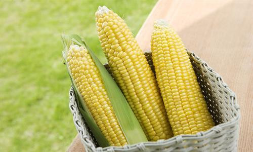 Cách ăn ngô giúp giảm cân hiệu quả và nhanh chóng ảnh 9