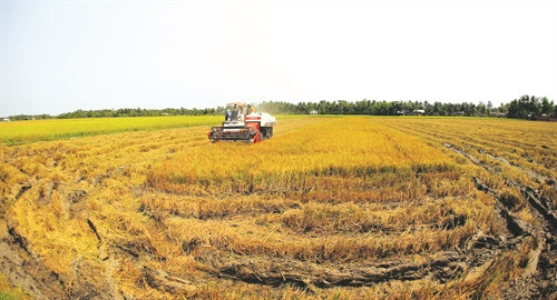Thu hoạch lúa đặc sản tại huyện Mỹ Xuyên (Sóc Trăng) Thu hoạch lúa đặc sản tại huyện Mỹ Xuyên (Sóc Trăng)