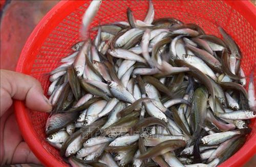 Cá linh non đầu mùa nước nổi tại huyện Hồng Ngự, tỉnh Đồng Tháp. Ảnh: Chương Đài - TTXVN Cá linh non đầu mùa nước nổi tại huyện Hồng Ngự, tỉnh Đồng Tháp. Ảnh: Chương Đài - TTXVN