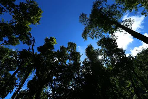 Thảm thực vật phong phú trên cung đường lên cột mốc. Ảnh: Phan Tuấn Anh - TTXVN Thảm thực vật phong phú trên cung đường lên cột mốc. Ảnh: Phan Tuấn Anh - TTXVN