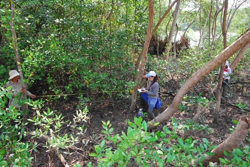 Cán bộ Ban quản lý rừng phòng hộ Cần Giờ theo dõi quá trình sinh trưởng của các cây đước, dà vôi trong rừng phòng hộ.