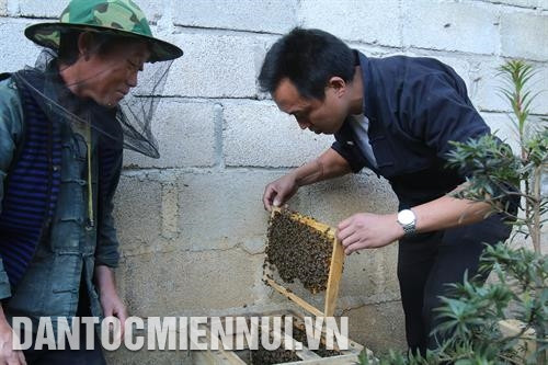 Anh Hoàng A Páo liên kết với nhiều hộ dân trong xã nuôi 150 đàn ong mật, vừa có thu nhập ổn định vừa tạo việc làm cho nhiều lao động địa phương. Ảnh: An Thành Đạt