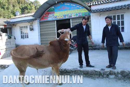 Mua bò trong dân về vỗ béo nhằm tăng giá trị kinh tế, một hình thức làm giàu của anh Hoàng A Páo. Ảnh: An Thành Đạt