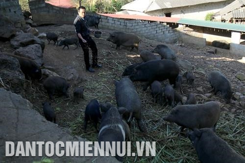 Trang trại nuôi lợn rừng và lợn giống bản địa của gia đình anh Hoàng A Páo. Ảnh: An Thành Đạt