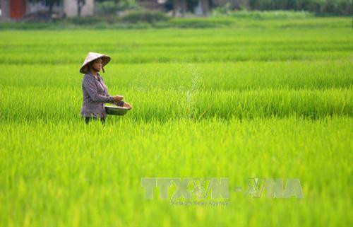 Huyện Văn Yên (Yên Bái) phát triển vùng chuyên canh lúa Chiêm Hương . Ảnh: Thế Duyệt – TTXVN Huyện Văn Yên (Yên Bái) phát triển vùng chuyên canh lúa Chiêm Hương . Ảnh: Thế Duyệt – TTXVN
