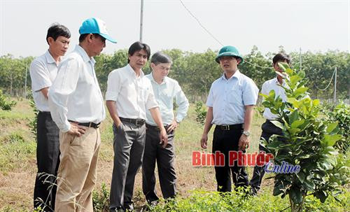 Xã viên Hợp tác xã trồng bưởi da xanh Bù Đốp Nguyễn Văn Bắc (thứ ba từ trái qua) cùng đoàn công tác huyện tham quan vườn bưởi của hợp tác xã. Ảnh: baobinhphuoc.com.vn Xã viên Hợp tác xã trồng bưởi da xanh Bù Đốp Nguyễn Văn Bắc (thứ ba từ trái qua) cùng đoàn công tác huyện tham quan vườn bưởi của hợp tác xã. Ảnh: baobinhphuoc.com.vn