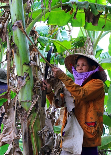 Bà Lê Thị Khoe ở ấp 15, xã Khánh Lâm, huyện U Minh (Cà Mau) nay chỉ biết trông chờ vào việc bán chuối mỗi tháng được hơn trăm ngàn đồng sau khi bị lừa bán lúa. Bà Lê Thị Khoe ở ấp 15, xã Khánh Lâm, huyện U Minh (Cà Mau) nay chỉ biết trông chờ vào việc bán chuối mỗi tháng được hơn trăm ngàn đồng sau khi bị lừa bán lúa.