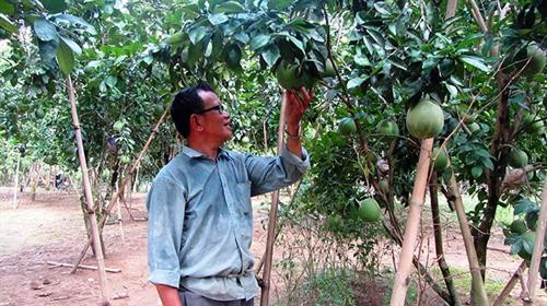 Ông Quàng Văn Phích người dân tộc Thái ở tỉnh Ðiện Biên là một trong những tấm gương người cao tuổi làm kinh tế giỏi từ khoanh nuôi bảo vệ rừng và trồng cây ăn quả cho thu nhập hàng năm hơn 300 triệu đồng. Ảnh: nhandan.com.vn