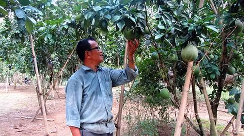 Ông Quàng Văn Phích người dân tộc Thái ở tỉnh Ðiện Biên là một trong những tấm gương người cao tuổi làm kinh tế giỏi từ khoanh nuôi bảo vệ rừng và trồng cây ăn quả cho thu nhập hàng năm hơn 300 triệu đồng. Ảnh: nhandan.com.vn Ông Quàng Văn Phích người dân tộc Thái ở tỉnh Ðiện Biên là một trong những tấm gương người cao tuổi làm kinh tế giỏi từ khoanh nuôi bảo vệ rừng và trồng cây ăn quả cho thu nhập hàng năm hơn 300 triệu đồng. Ảnh: nhandan.com.vn