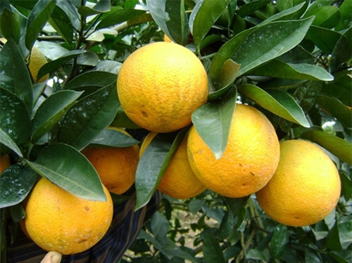 14 đặc sản xứ Nghệ ngon nức tiếng ảnh 10