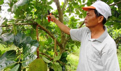 Ông Trần Văn Hiền chăm sóc vườn cây đang cho thu hoạch. Ảnh baoapbac.vn Ông Trần Văn Hiền chăm sóc vườn cây đang cho thu hoạch. Ảnh baoapbac.vn