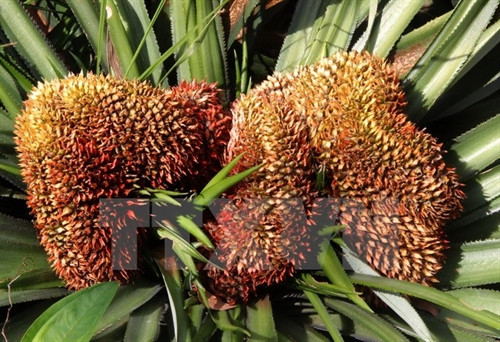 Quả dứa rồng quý hiếm trong vườn dứa phụng của gia đình ông Lê Văn Lượm, xã Hỏa Tiến, thành phố Vị Thanh. Ảnh: Xuân Dự - TTXVN