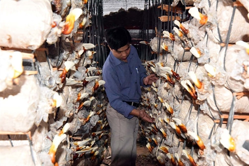 HTX nông nghiệp là nơi tạo việc làm cho nhiều lao động nông thôn