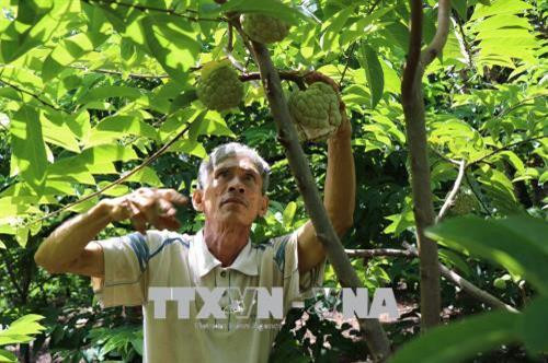 Ông Nguyễn Đức Văn, thành viên Hợp tác xã nông nghiệp dịch vụ và thương mại Thanh Sơn (xã Cò Nòi, huyện Mai Sơn, Sơn La), chăm sóc na. Ảnh: Nguyễn Cường - TTXVN. Ông Nguyễn Đức Văn, thành viên Hợp tác xã nông nghiệp dịch vụ và thương mại Thanh Sơn (xã Cò Nòi, huyện Mai Sơn, Sơn La), chăm sóc na. Ảnh: Nguyễn Cường - TTXVN.