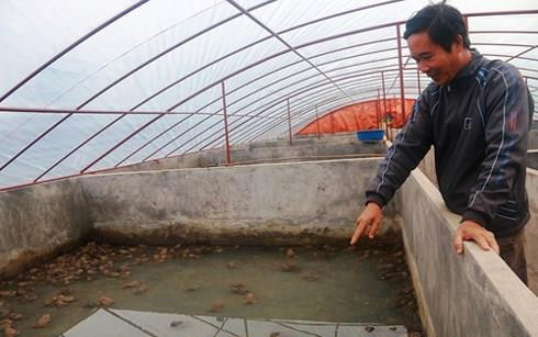 Ông Vũ Cao Thăng bên trang trại nuôi ếch cho thu tiền tỷ mỗi năm của mình. Ảnh :vov.vn