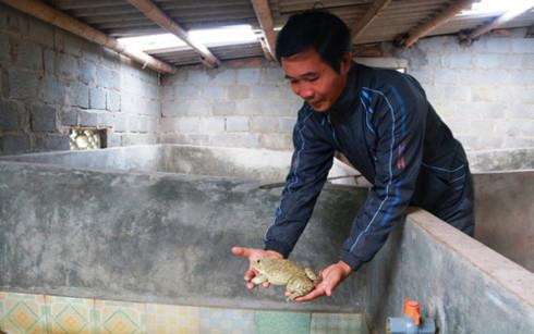 Nhờ phương pháp đặc biệt, mỗi năm ông Thăng thu tiền tỷ từ việc nuôi ếch. Ảnh: vov.vn