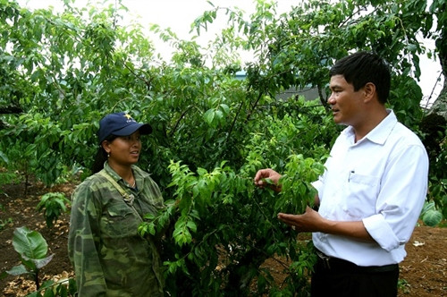 Mận hậu giúp người Mộc Châu thoát nghèo ảnh 4