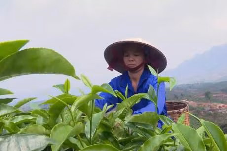 Công nhân công ty cổ phần chè Chiềng Ve, huyện Mộc Châu thu hoạch búp chè tươi. Ảnh: Hữu Quyết - TTXVN